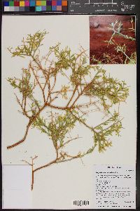 Rhinotropis acanthoclada image
