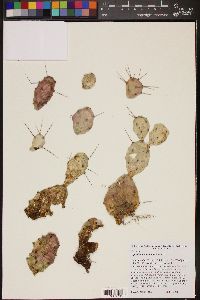 Opuntia pusilla image