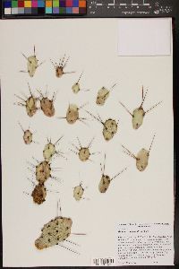 Opuntia pusilla image