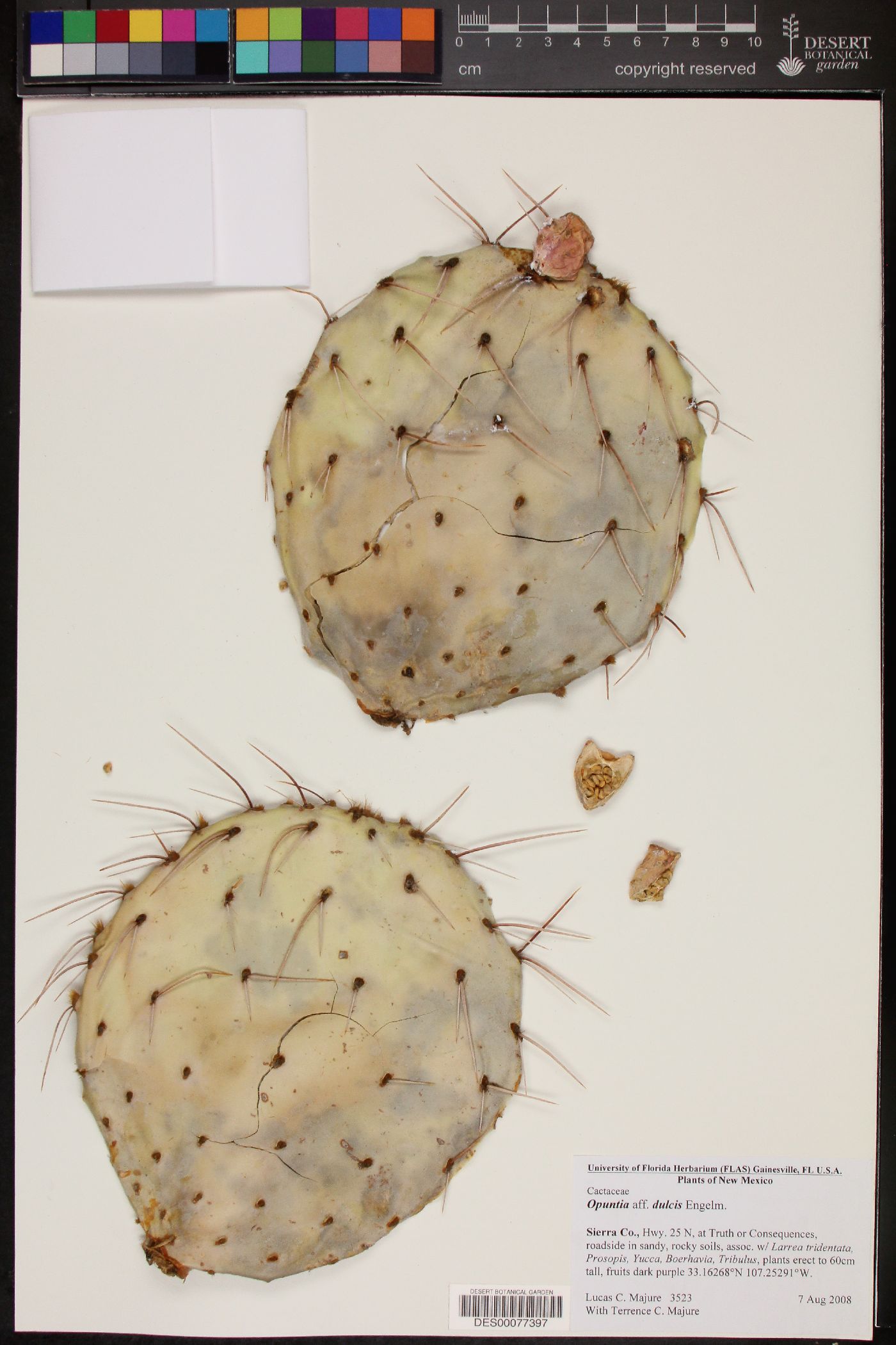 Opuntia phaeacantha var. phaeacantha image