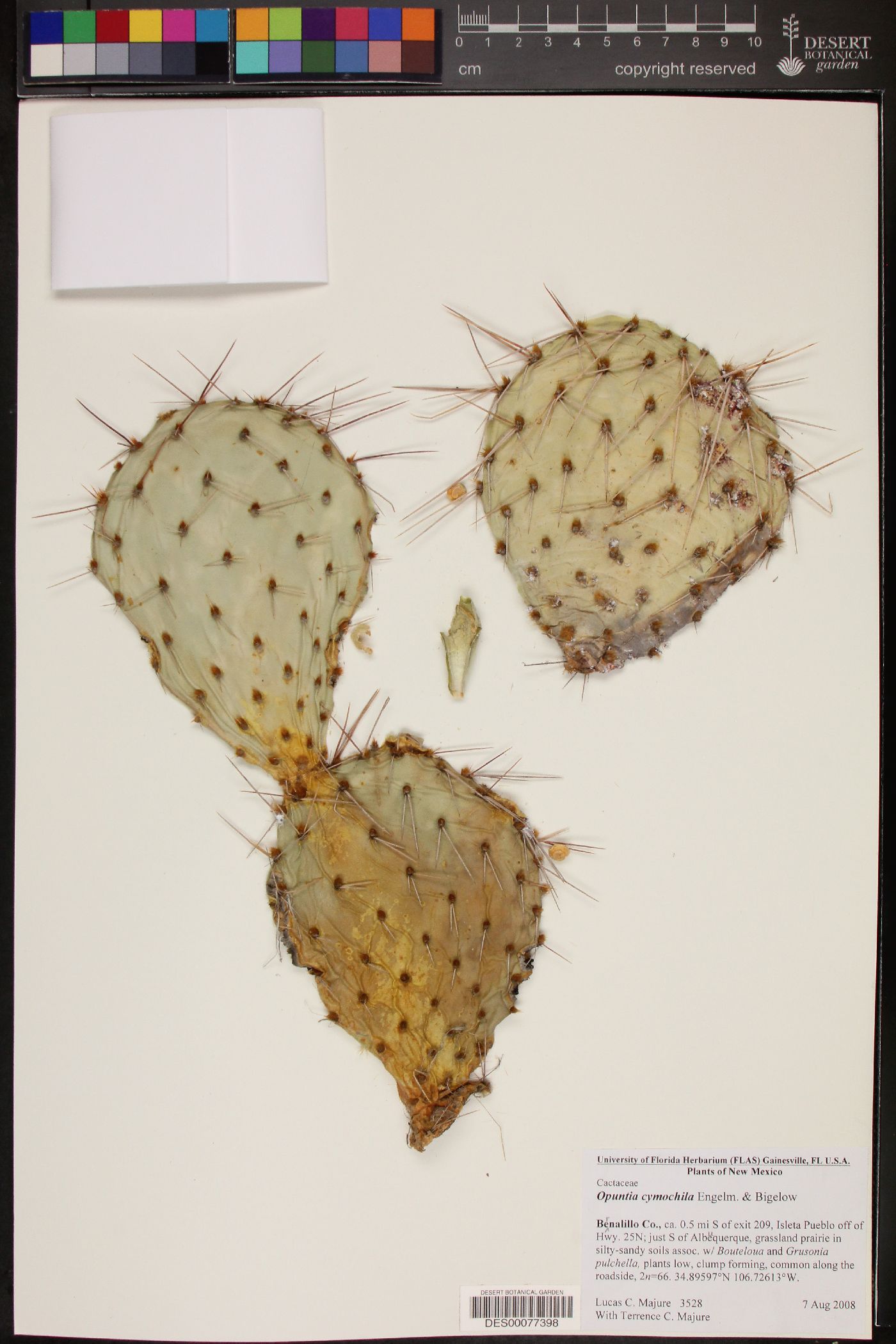 Opuntia cymochila image