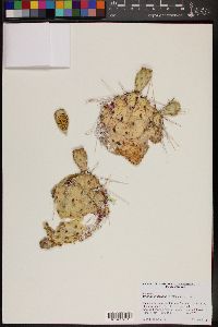 Opuntia cymochila image