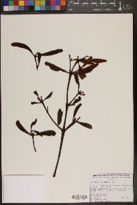 Phoradendron aguilarii image
