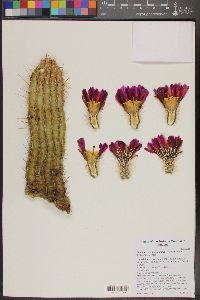 Echinocereus fasciculatus image