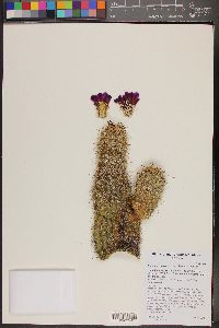 Echinocereus bonkerae image