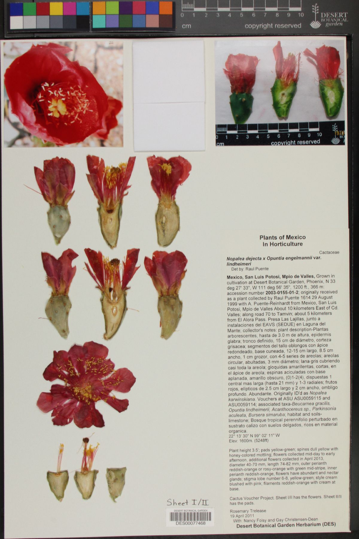 Opuntia elatior image