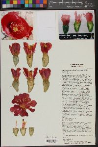 Image of Opuntia elatior