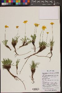 Tetraneuris acaulis var. arizonica image