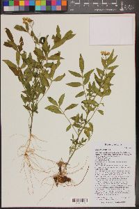 Solanum jamesii image