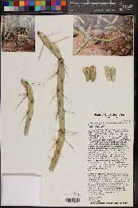 Cylindropuntia molesta subsp. clavellina image
