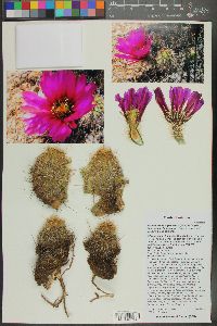 Echinocereus fendleri var. fasciculatus image