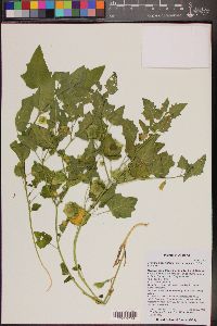 Physalis hederifolia image