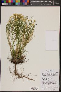 Psilostrophe sparsiflora image