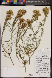 Ericameria parryi var. nevadensis image