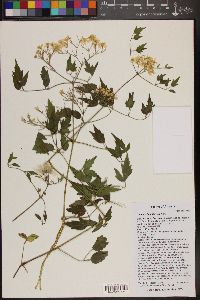 Clematis ligusticifolia image