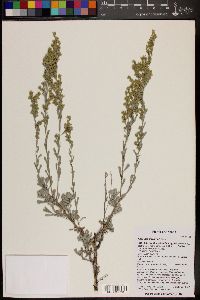 Artemisia bigelovii image