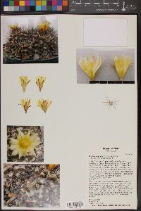 Copiapoa humilis image