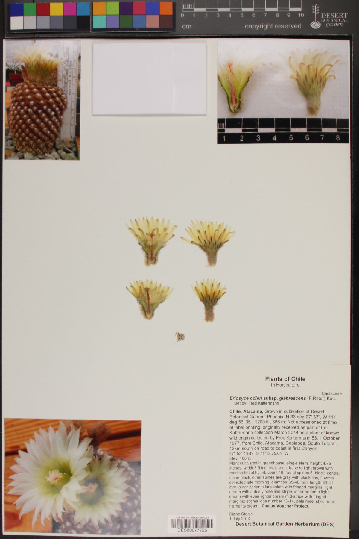 Eriosyce odieri subsp. glabrescens image