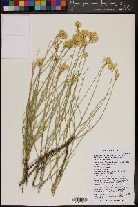 Ericameria nauseosa var. mohavensis image