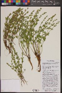 Scutellaria potosina var. kaibabensis image