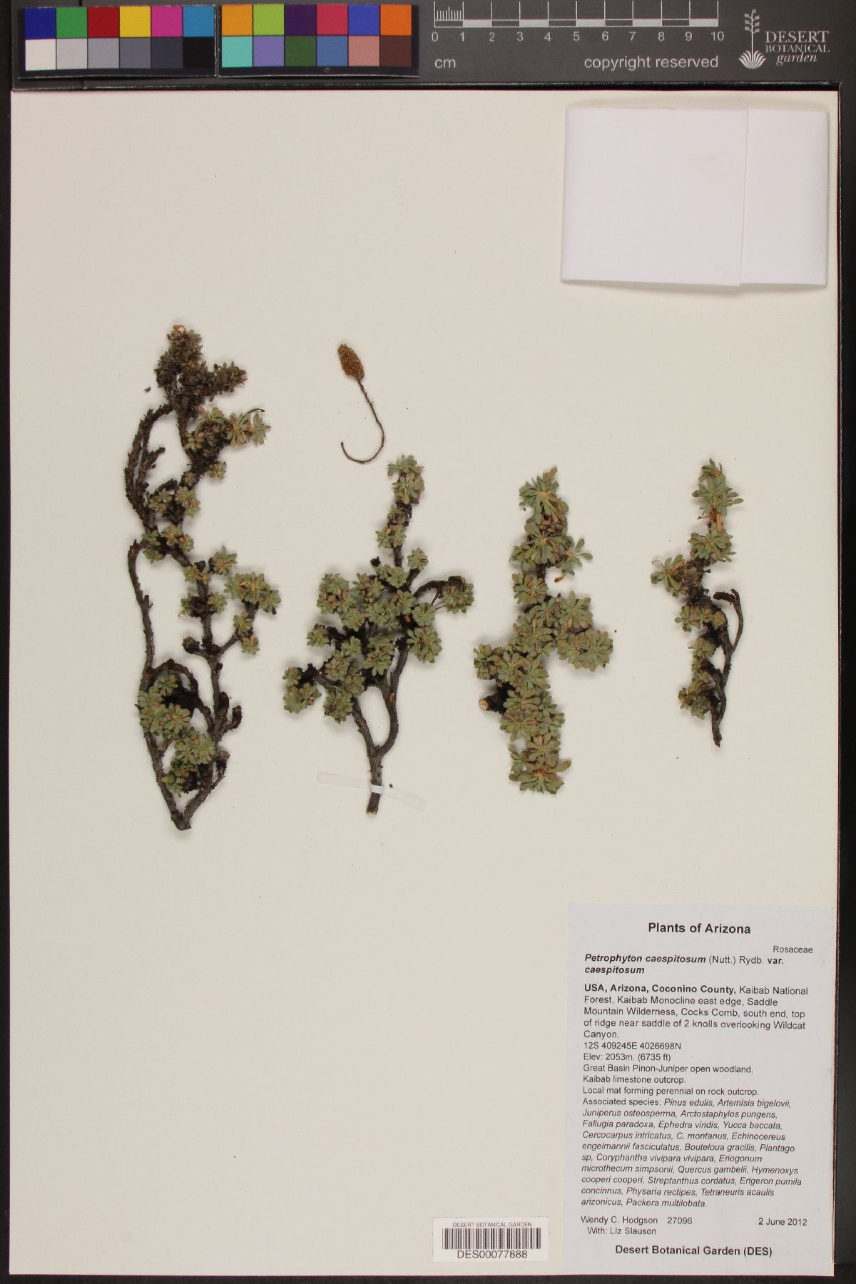 Petrophyton caespitosum var. caespitosum image
