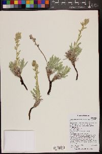 Oreocarya suffruticosa image