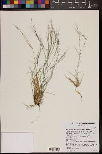 Aristida californica var. glabrata image