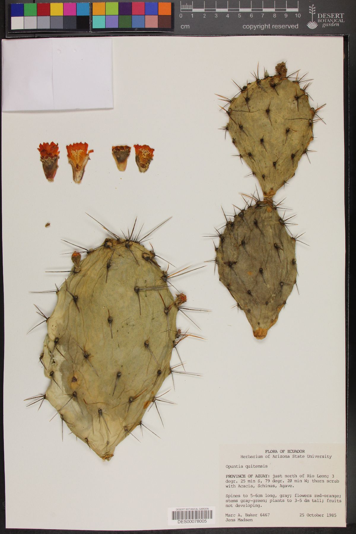 Opuntia quitensis image