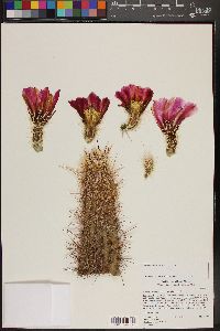 Echinocereus engelmannii image