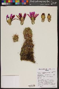 Echinocereus fasciculatus image