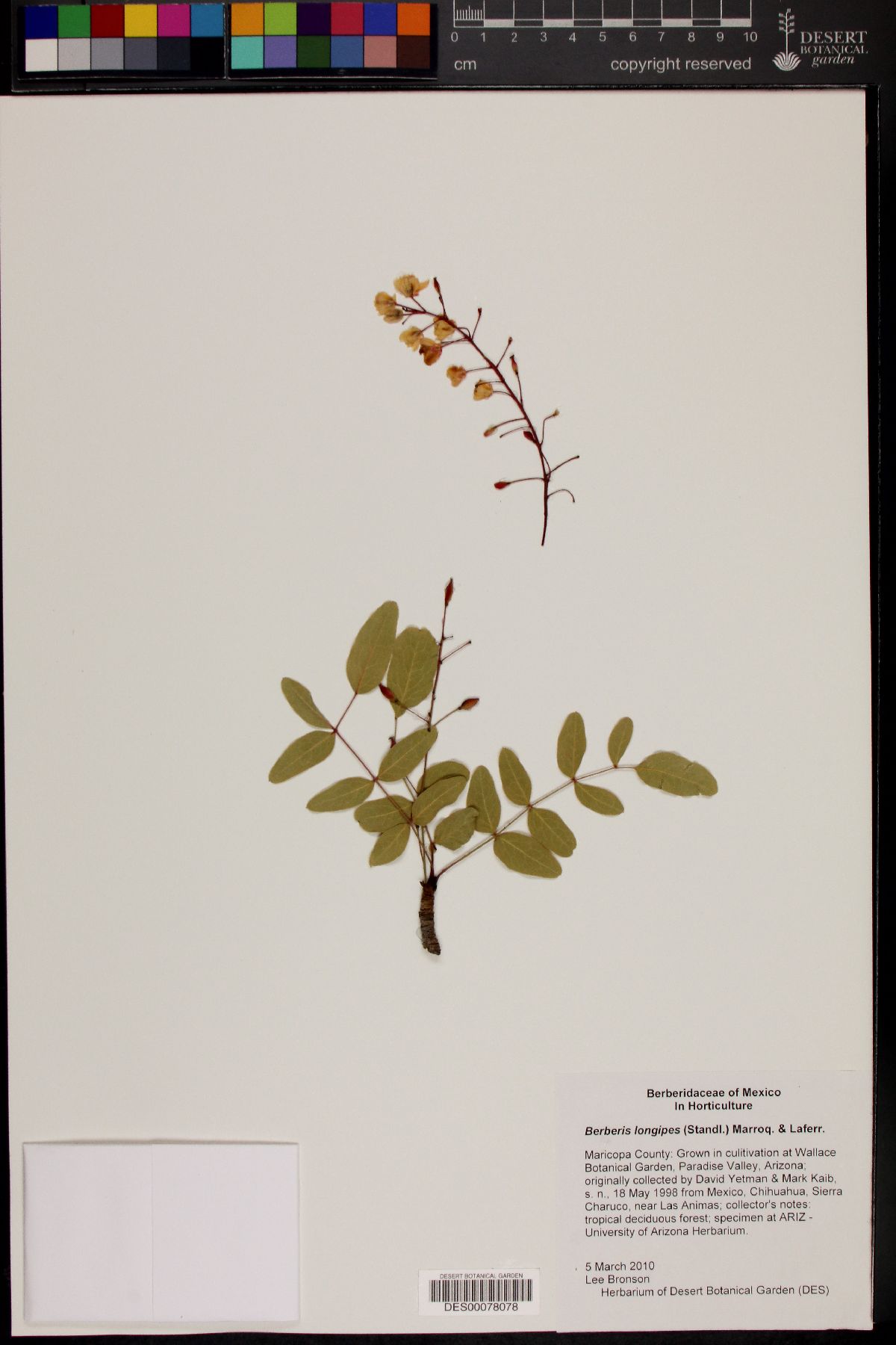 Berberis longipes image