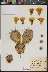 Opuntia polyacantha var. erinacea image