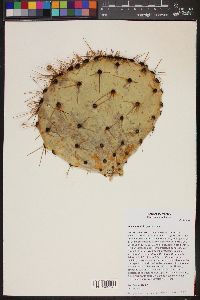 Image of Opuntia cantabrigiensis