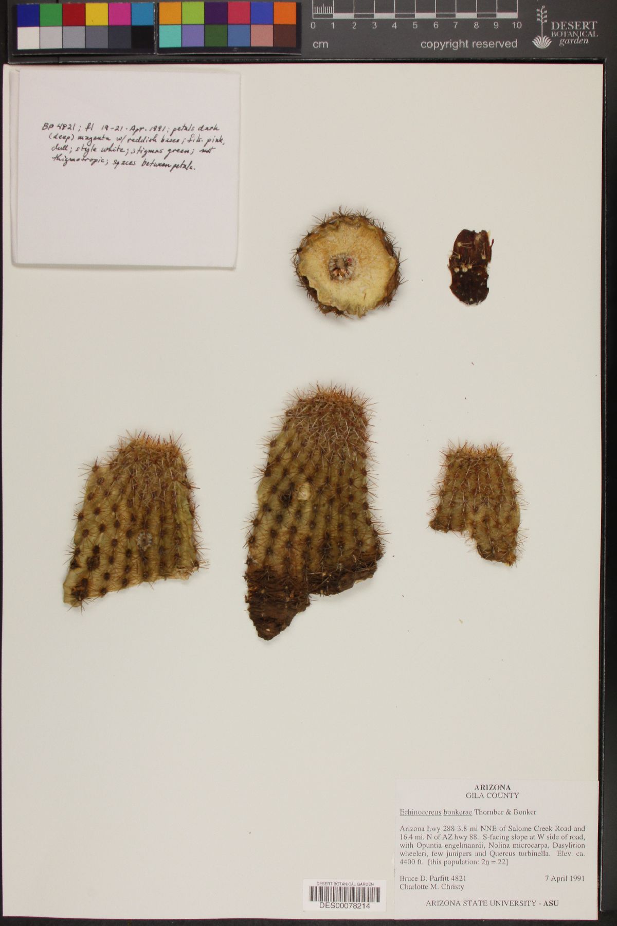 Echinocereus bonkerae subsp. bonkerae image