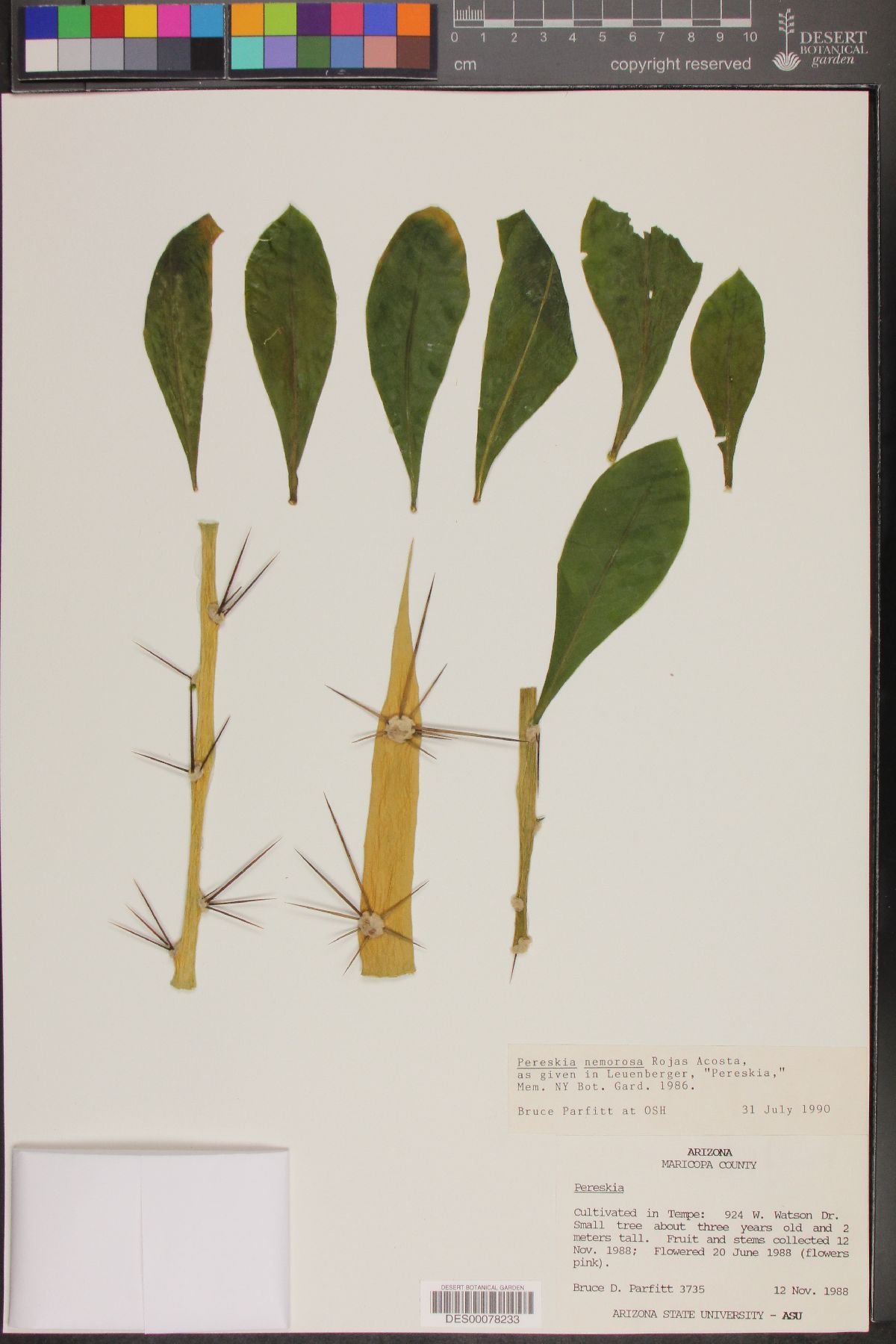 Pereskia nemorosa image