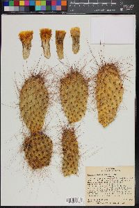 Opuntia polyacantha image