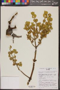 Phoradendron leucarpum subsp. tomentosum image