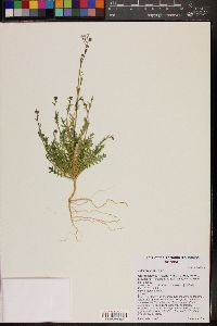 Gilia stellata image