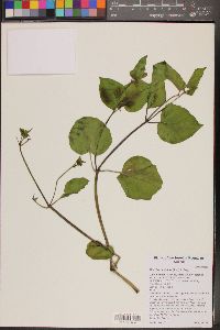 Mirabilis multiflora image