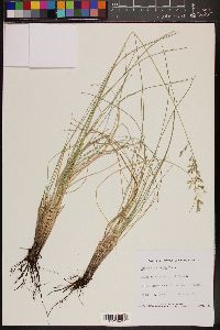 Festuca scabrella image