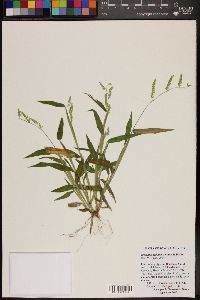 Eriochloa lemmonii image