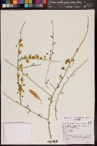 Parkinsonia florida image