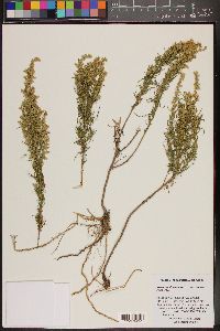 Artemisia dracunculus image