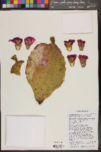 Opuntia basilaris image