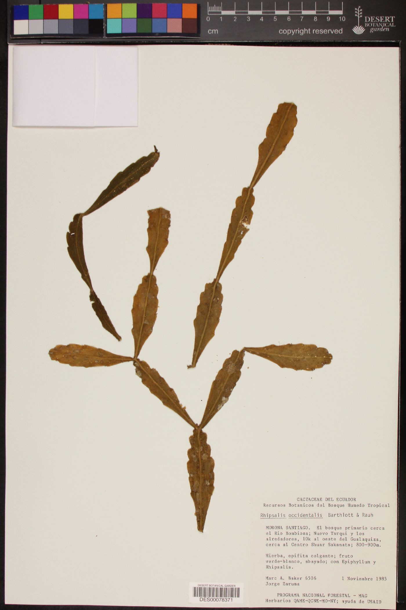 Rhipsalis occidentalis image
