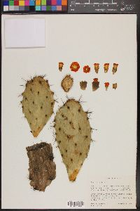 Opuntia quitensis image