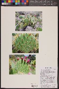 Opuntia ×curvispina image