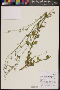 Eriogonum abertianum image