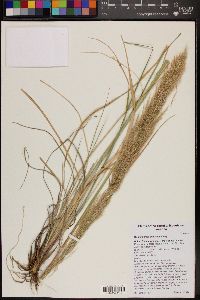 Muhlenbergia emersleyi image