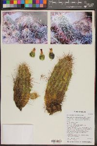 Echinocereus coccineus image